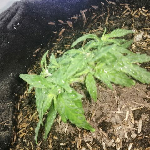 Colombia Punto Rojo growlog timeline photo