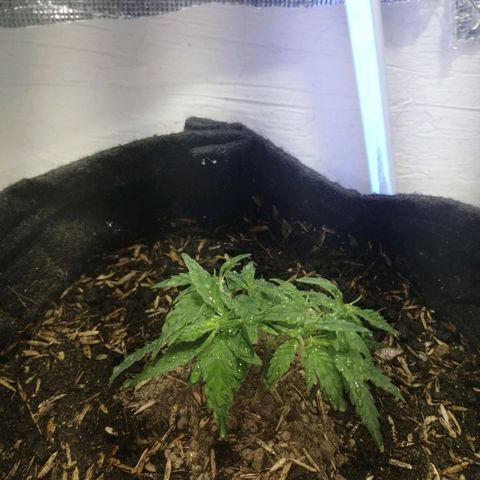 Colombia Punto Rojo growlog timeline photo