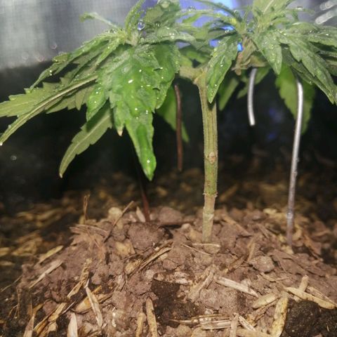 Colombia Punto Rojo growlog timeline photo
