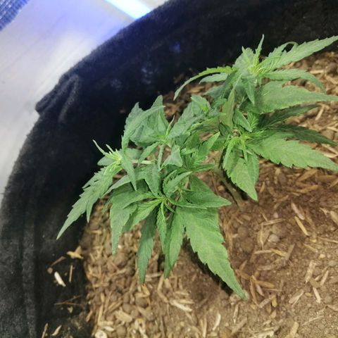 Colombia Punto Rojo growlog timeline photo