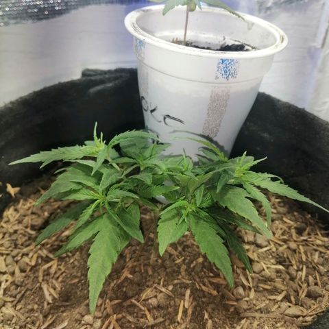 Colombia Punto Rojo growlog timeline photo