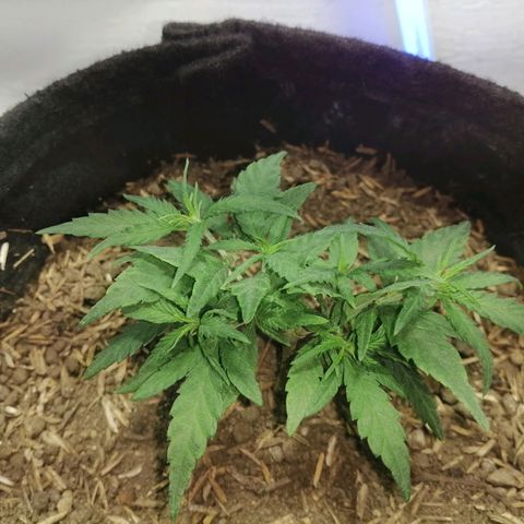 Colombia Punto Rojo growlog timeline photo