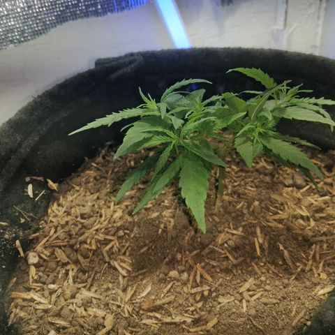 Colombia Punto Rojo growlog timeline photo
