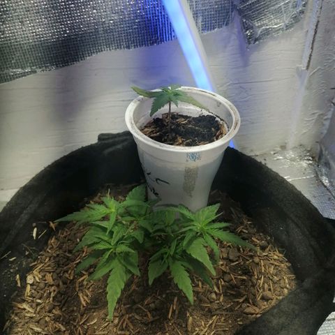 Colombia Punto Rojo growlog timeline photo