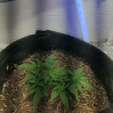 Colombia Punto Rojo growlog timeline photo