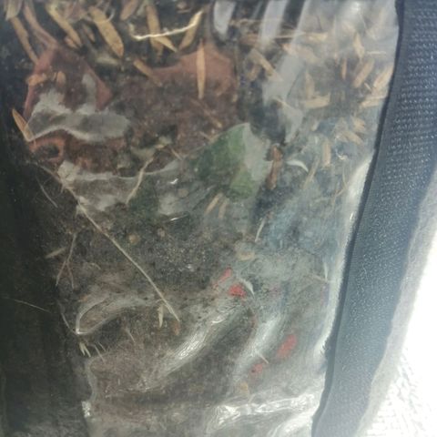 Colombia Punto Rojo growlog timeline photo