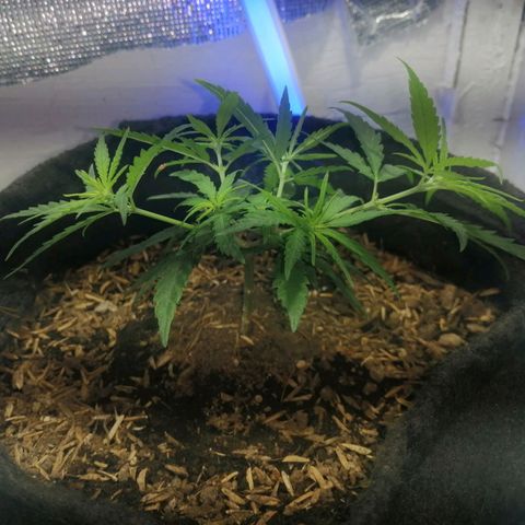 Colombia Punto Rojo growlog timeline photo
