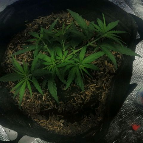 Colombia Punto Rojo growlog timeline photo