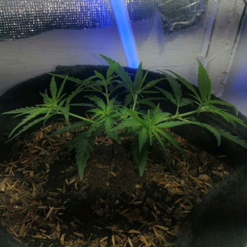 Colombia Punto Rojo growlog timeline photo