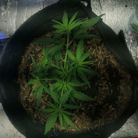 Colombia Punto Rojo growlog timeline photo