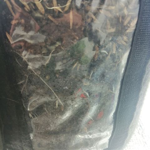 Colombia Punto Rojo growlog timeline photo