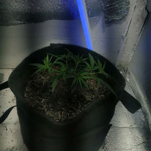 Colombia Punto Rojo growlog timeline photo