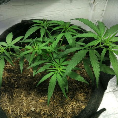 Colombia Punto Rojo growlog timeline photo