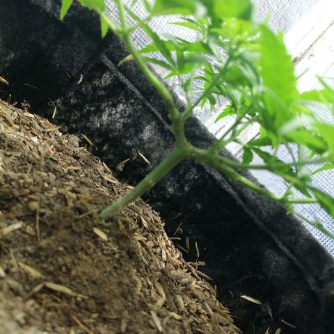 Colombia Punto Rojo growlog timeline photo