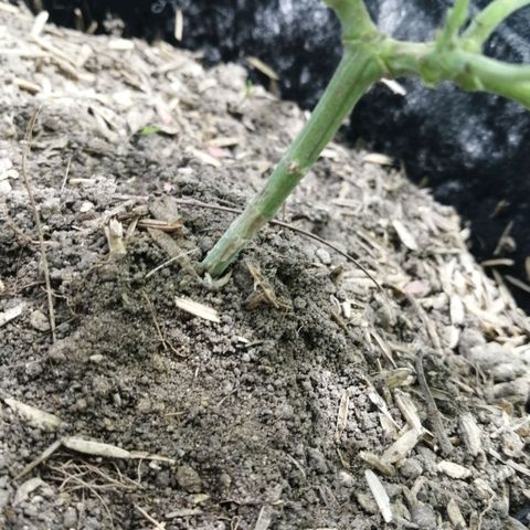 Colombia Punto Rojo growlog timeline photo