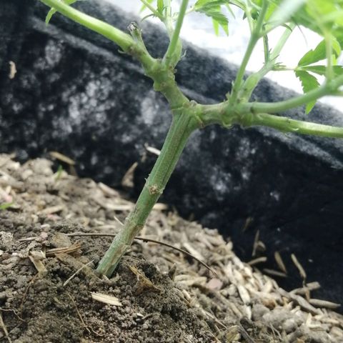 Colombia Punto Rojo growlog timeline photo