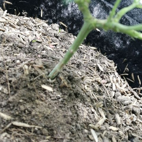 Colombia Punto Rojo growlog timeline photo