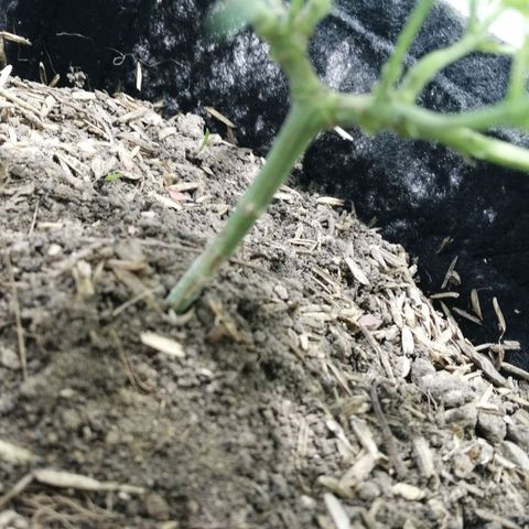 Colombia Punto Rojo growlog timeline photo