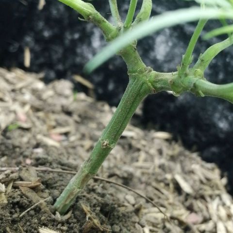 Colombia Punto Rojo growlog timeline photo