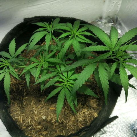 Colombia Punto Rojo growlog timeline photo
