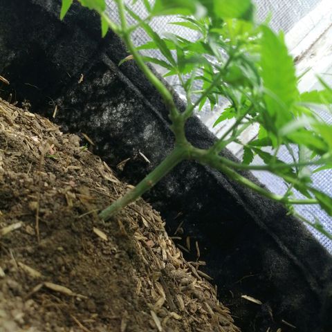 Colombia Punto Rojo growlog timeline photo