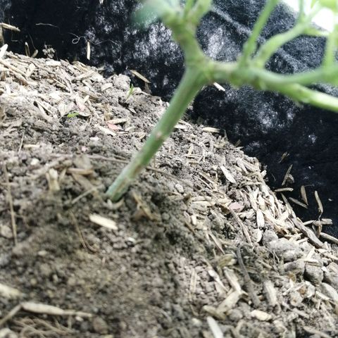 Colombia Punto Rojo growlog timeline photo