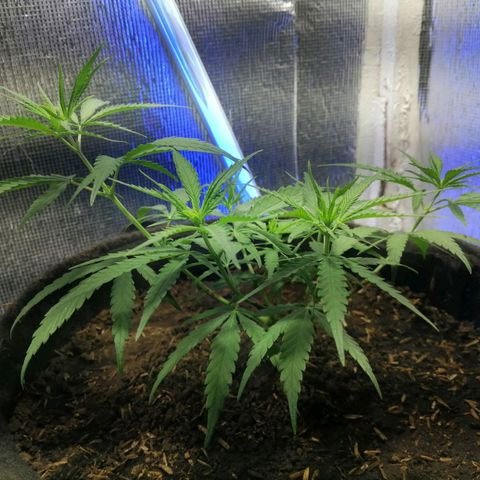 Colombia Punto Rojo growlog timeline photo