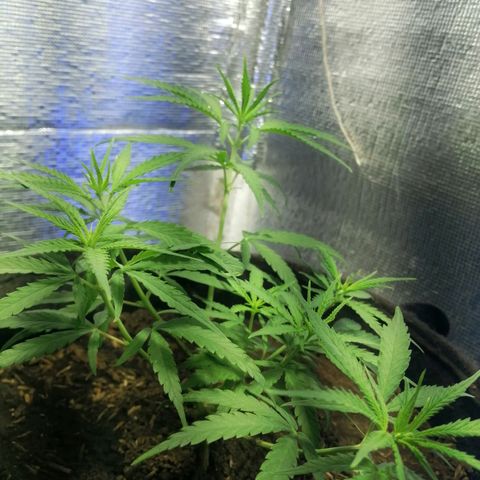 Colombia Punto Rojo growlog timeline photo
