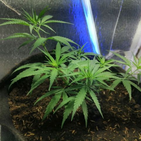 Colombia Punto Rojo growlog timeline photo