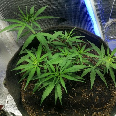 Colombia Punto Rojo growlog timeline photo