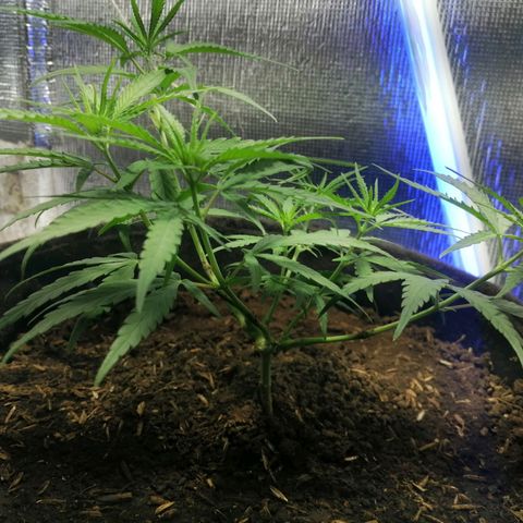 Colombia Punto Rojo growlog timeline photo