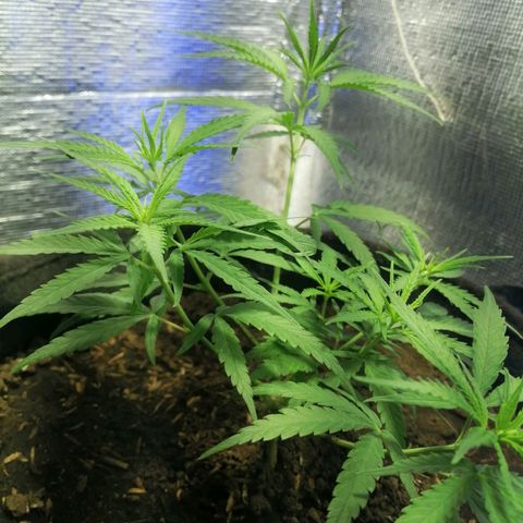 Colombia Punto Rojo growlog timeline photo