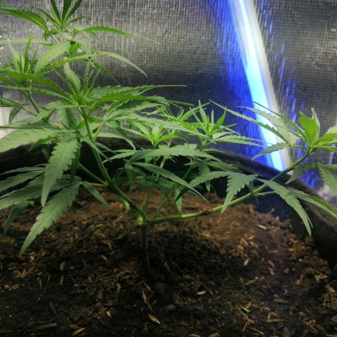 Colombia Punto Rojo growlog timeline photo