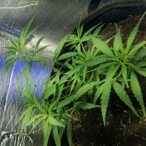Colombia Punto Rojo growlog timeline photo