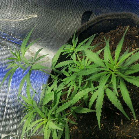 Colombia Punto Rojo growlog timeline photo