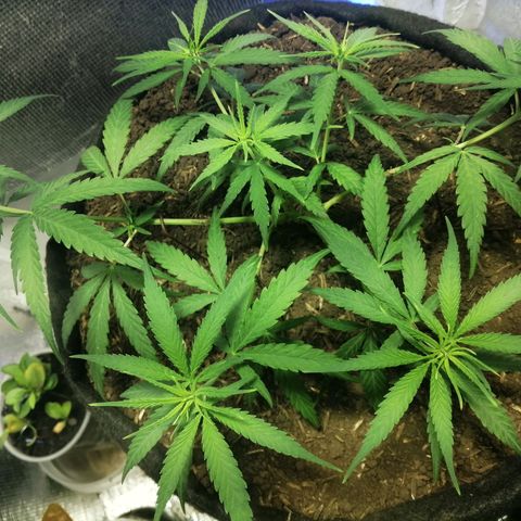 Colombia Punto Rojo growlog timeline photo