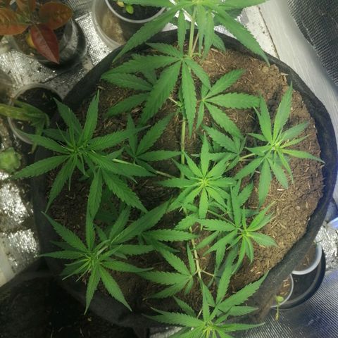 Colombia Punto Rojo growlog timeline photo