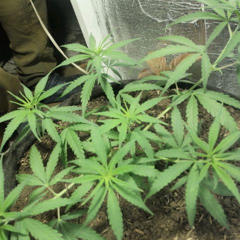 Colombia Punto Rojo growlog timeline photo