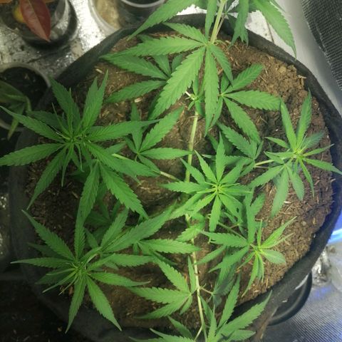 Colombia Punto Rojo growlog timeline photo