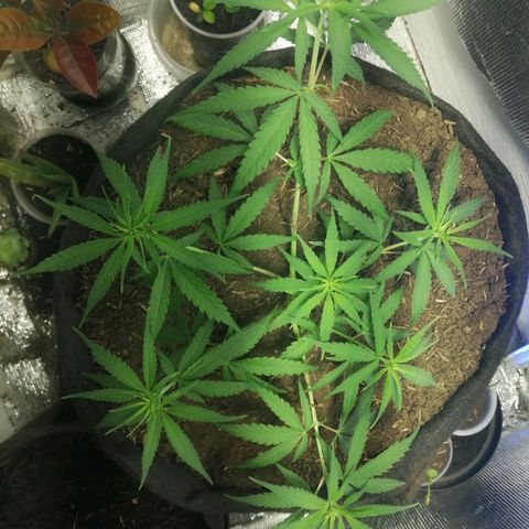 Colombia Punto Rojo growlog timeline photo
