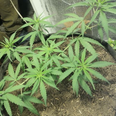 Colombia Punto Rojo growlog timeline photo
