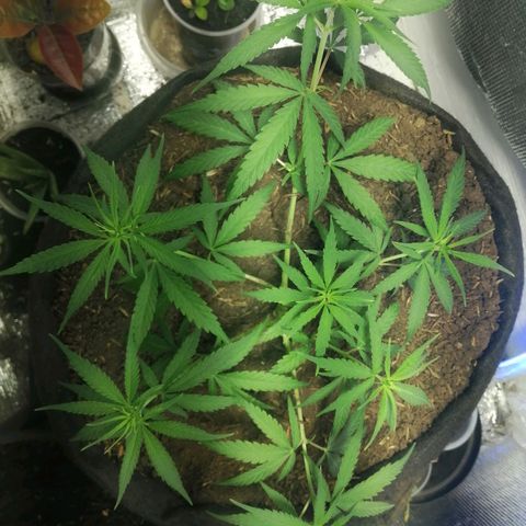Colombia Punto Rojo growlog timeline photo
