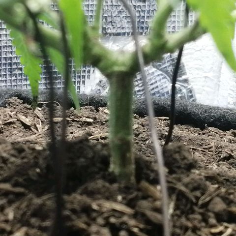 Colombia Punto Rojo growlog timeline photo