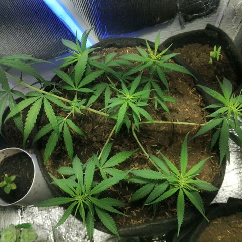 Colombia Punto Rojo growlog timeline photo