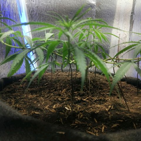 Colombia Punto Rojo growlog timeline photo