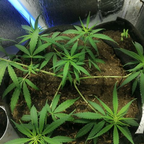 Colombia Punto Rojo growlog timeline photo