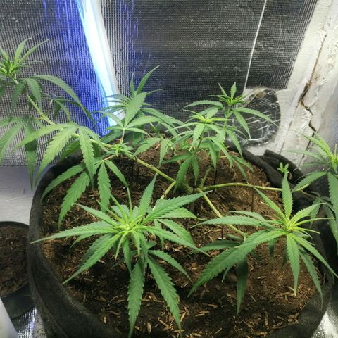 Colombia Punto Rojo growlog timeline photo