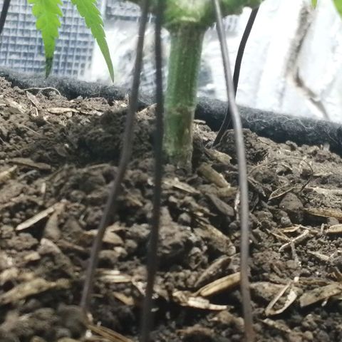 Colombia Punto Rojo growlog timeline photo
