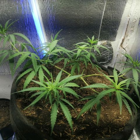 Colombia Punto Rojo growlog timeline photo