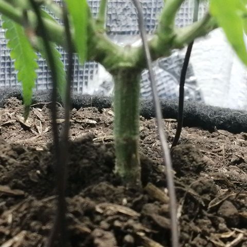 Colombia Punto Rojo growlog timeline photo